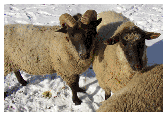 sheep in snow