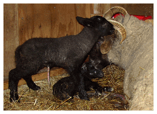 lambs